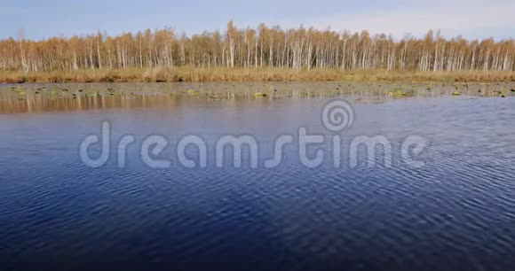 白俄罗斯生物圈保护区贝雷辛斯基秋天的景色与湖塘河和美丽的白桦林在另一个视频的预览图