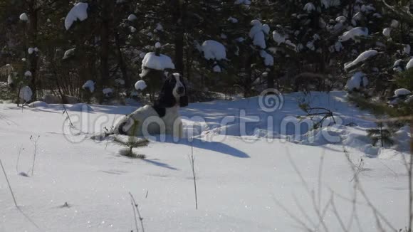 黑白在雪地上跳跃视频的预览图