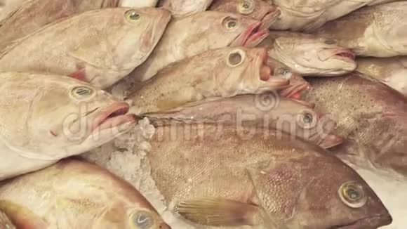 超市柜台上的新鲜冷冻鱼库存录像视频的预览图