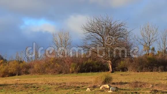 在比利牛斯草原上一棵孤立的树上放大视频的预览图