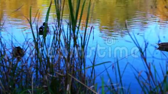 鸭子在湖上视频的预览图