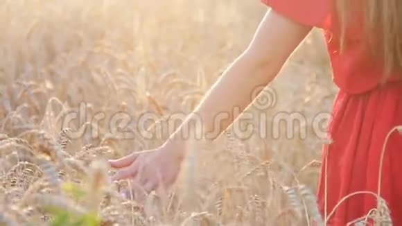 日落时分女人的手抚摸麦穗视频的预览图