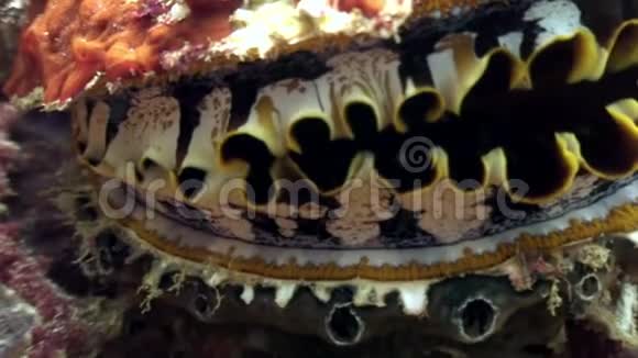 马尔代夫海底的双壳类软体动物大型vdeo特写镜头视频的预览图