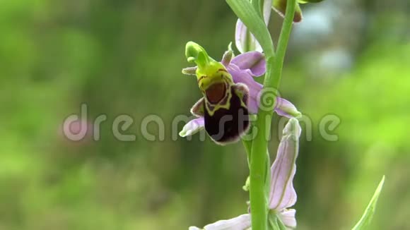濒危物种野生乌兰蜂教科文组织生物圈保护区BileKarpatyWhiteCarpathian视频的预览图