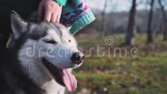 在秋天的森林里年轻的美女和她的哈士奇狗散步玩耍视频的预览图