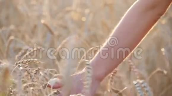 日落时分女人的手抚摸麦穗视频的预览图