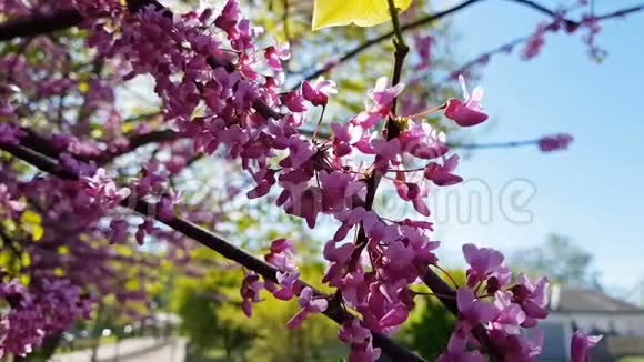 一棵盛开的东方红芽树的粉红色花簇的特写春天的犹大树或蕨类植物微风视频的预览图