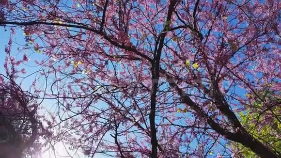 一棵盛开的东方红芽树的粉红色花簇的特写春天的犹大树或蕨类植物微风视频的预览图