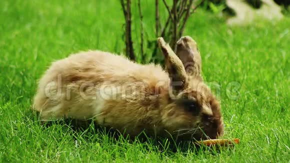 兔子在草地上吃面包视频的预览图