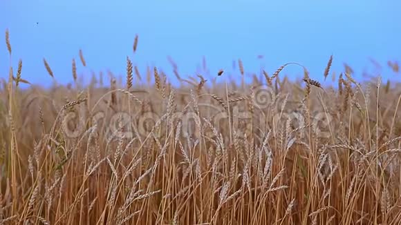 晴朗蓝天上农田里的粮食准备收割的黄金小麦麦田和蓝天视频的预览图