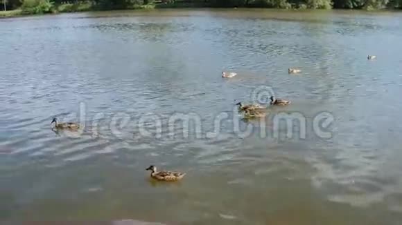 夏天一家鸭子在雅芳河上划船视频的预览图