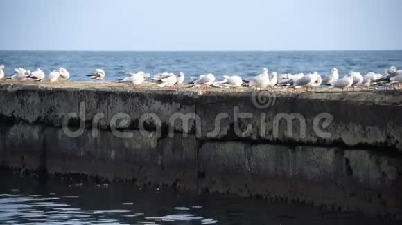 一群海鸥坐在海边的水泥码头上视频的预览图