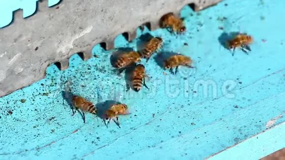 蜜蜂集群视频的预览图