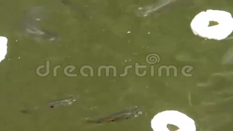 在热带池塘里觅食的小狮子视频的预览图
