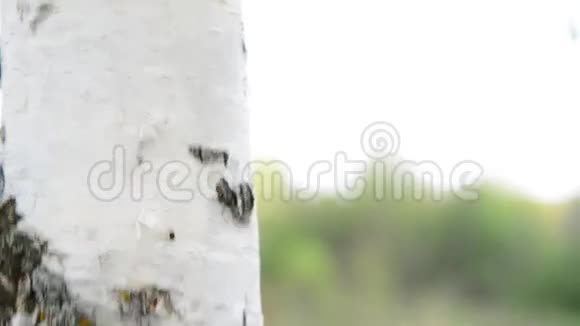 白桦树皮在大树干上视频的预览图