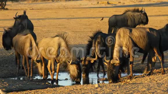 蓝羚羊饮用水卡拉哈里沙漠视频的预览图