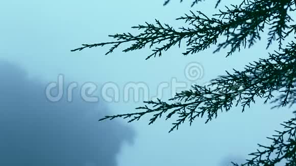 树叶的焦点转移清晨雾在山上移动视频的预览图