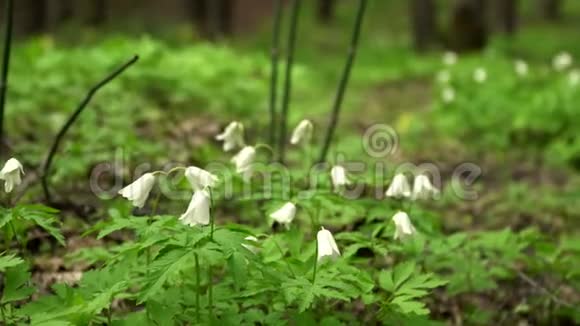 美丽的森林花朵春天的木头视频的预览图