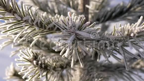 晴天霜冻中的大型松针视频的预览图