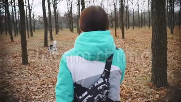 在秋天的森林里年轻的美女和她的哈士奇狗散步玩耍视频的预览图