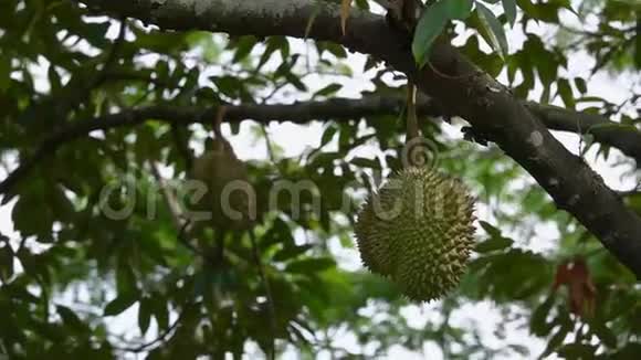榴莲挂在树枝上泰国的异国水果视频的预览图