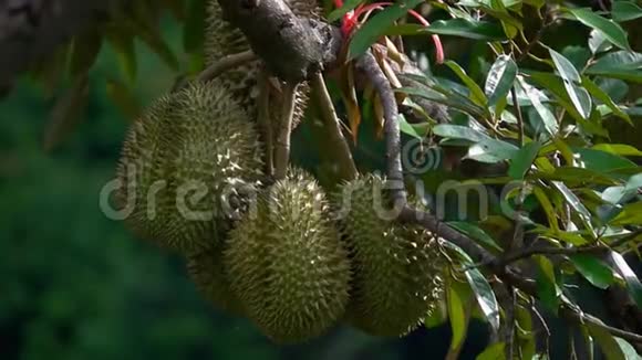 榴莲挂在树枝上泰国的异国水果视频的预览图