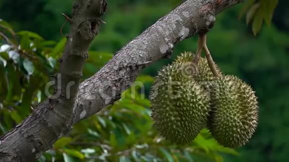 挂在树枝上的榴莲榴莲泰国的奇异水果视频的预览图