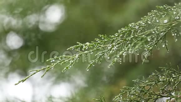 雨后的自然绿叶下雨的时候热带花园视频的预览图