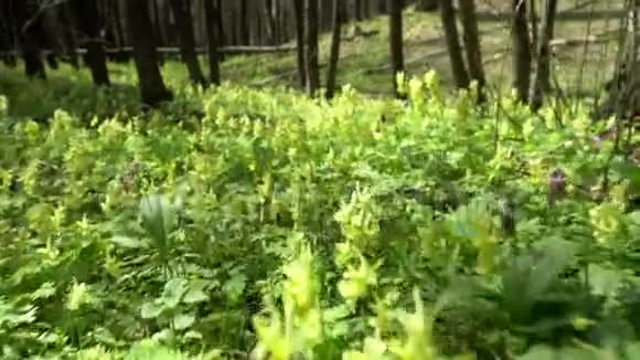 美丽的森林花朵春天的木头视频的预览图