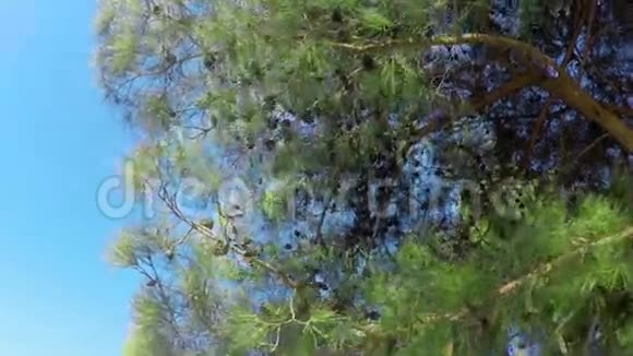 带球果的松树俯视图视频的预览图