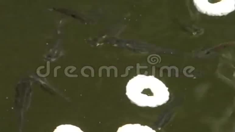 在热带池塘里觅食的小狮子视频的预览图