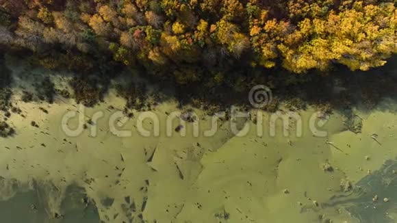 秋天的大自然飞越森林沼泽野景视频的预览图