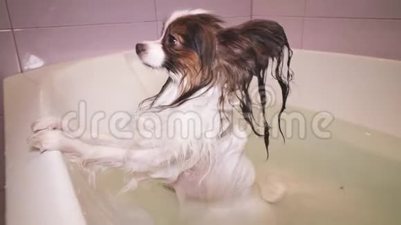 湿漉漉的帕皮隆狗站在浴室的库存录像带视频的预览图
