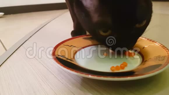 橙色猫吃红鱼子酱好奇哺乳动物视频的预览图