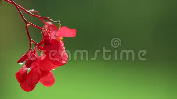 红色的不耐烦的花在雨中的绿色背景上与世隔绝视频的预览图
