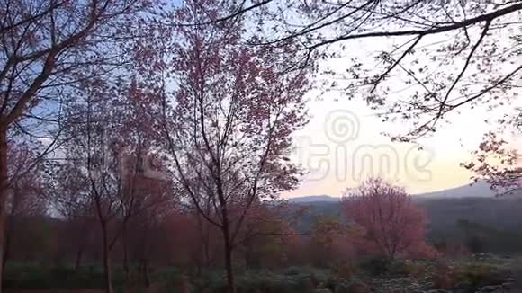 泰国普洛姆洛山粉红色樱花林视频的预览图