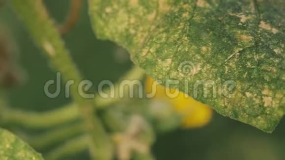 有机绿黄瓜在菜园种葡萄视频的预览图