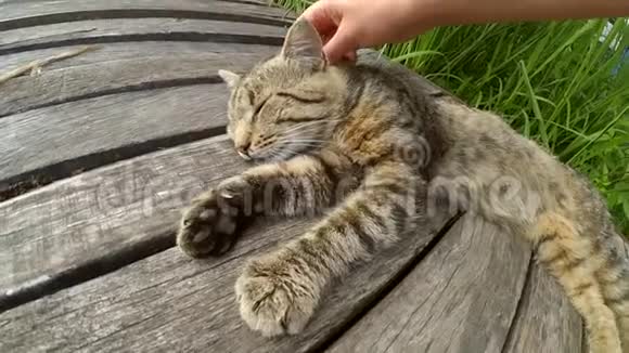 女孩抚摸猫躺在木制的旧木板表面视频的预览图