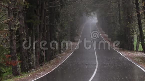 暴雨中的森林道路视频的预览图