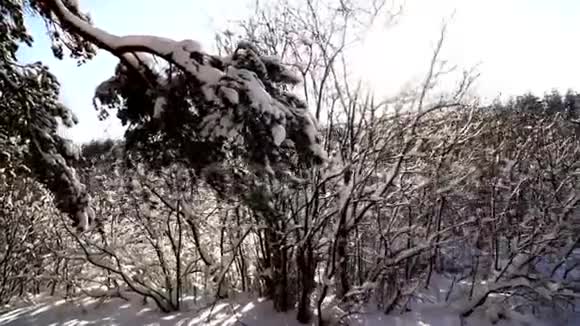 冬林杉树枝旁全景晴天视频的预览图