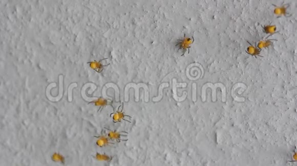 小孩子蜘蛛黄色花园蜘蛛在网上移动视频的预览图