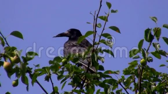 在树顶上的乌鸦视频的预览图