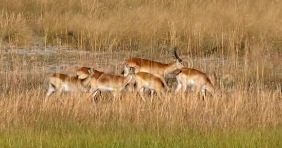 纳米比亚南部红狐猴非洲野生动物视频的预览图