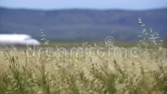 野燕麦在微风中移动视频的预览图