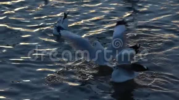 海鸥鸟在水面海面上缓慢飞行视频的预览图