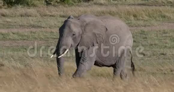 非洲大象非洲小象母亲和小牛穿过热带草原肯尼亚马赛马拉公园实时视频的预览图