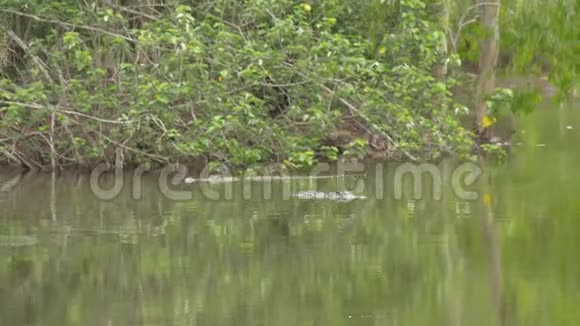 一张带鳄鱼的丛林河视频的预览图