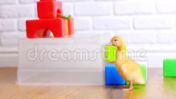 小黄鸭走在孩子们身上彩色立方体在室内在白色的背景上视频的预览图