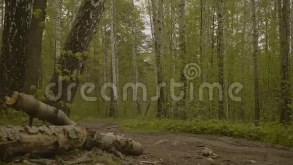 夏天森林里的好路视频的预览图