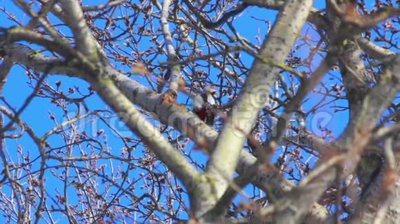 树上的鸟碧空前盛开的柳树春天树上的鸟视频的预览图